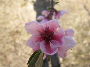 fleur_ferme_baehl